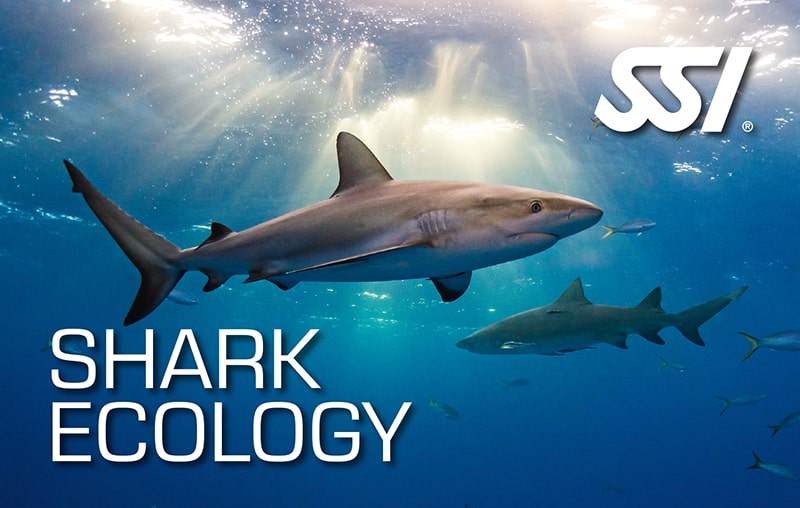 Duikteam Core Specialty: Shark Ecology