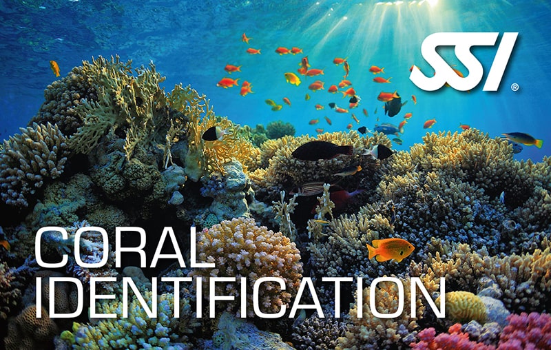Duikteam Specialty: Coral Identification