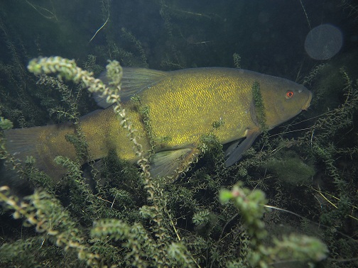 Zaterdag– Kraaienbergse Plassen (strand)