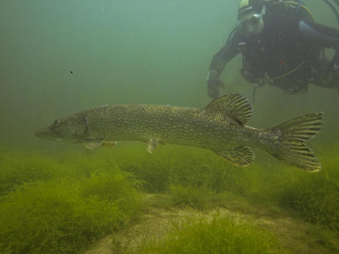 Duiken – Groene Heuvels