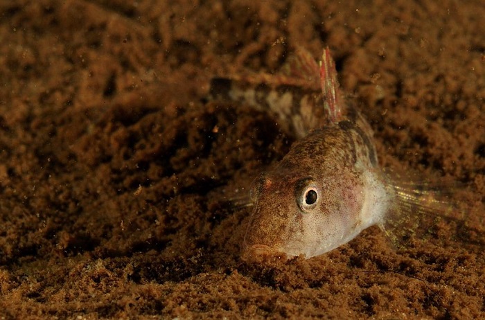 zondag duik – Nion Plas