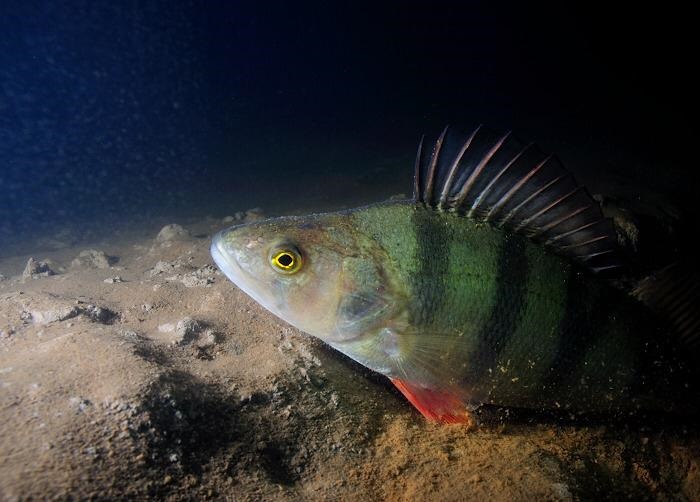 Dinsdag avond  Engelenmeer Strand
