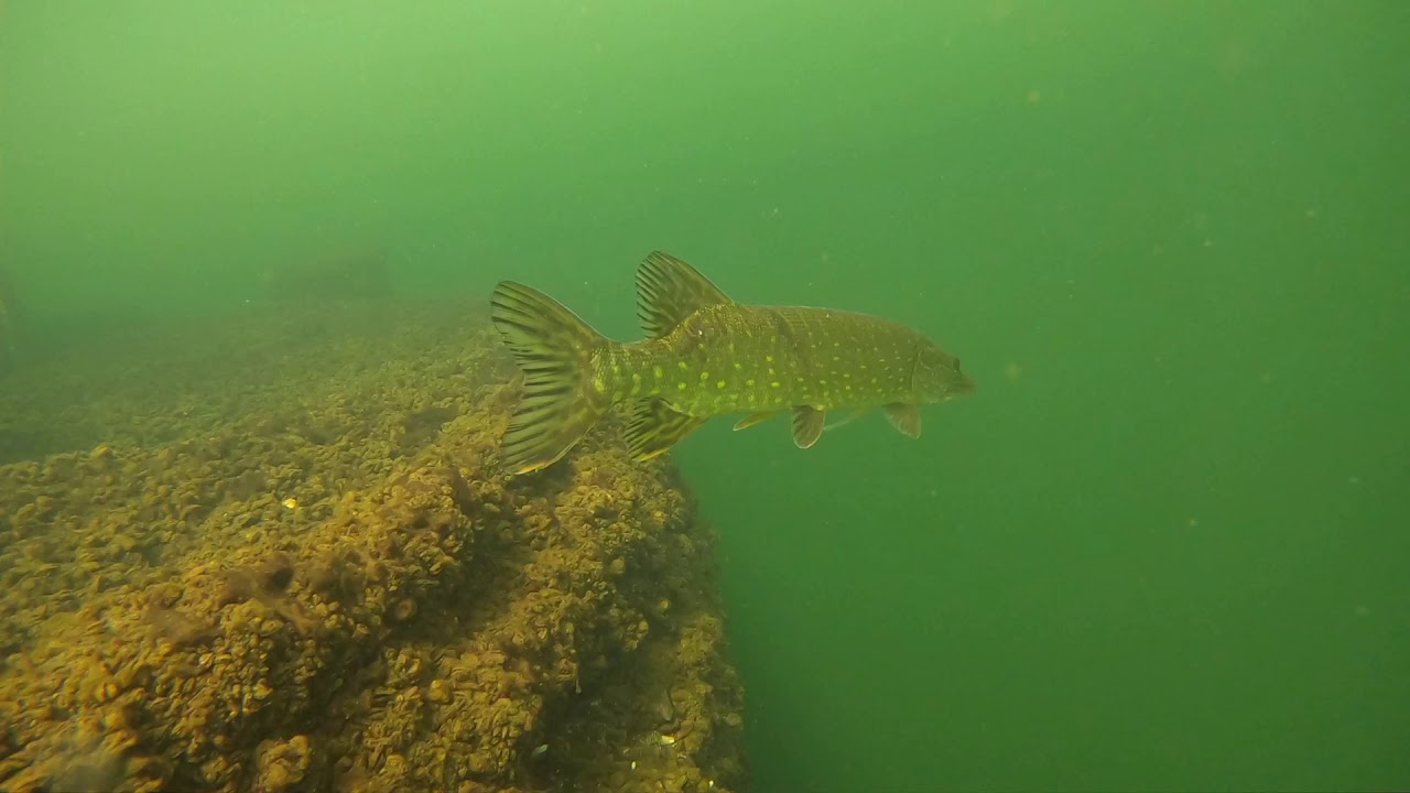 Zondag duiken in de Grote Hegge in Thorn