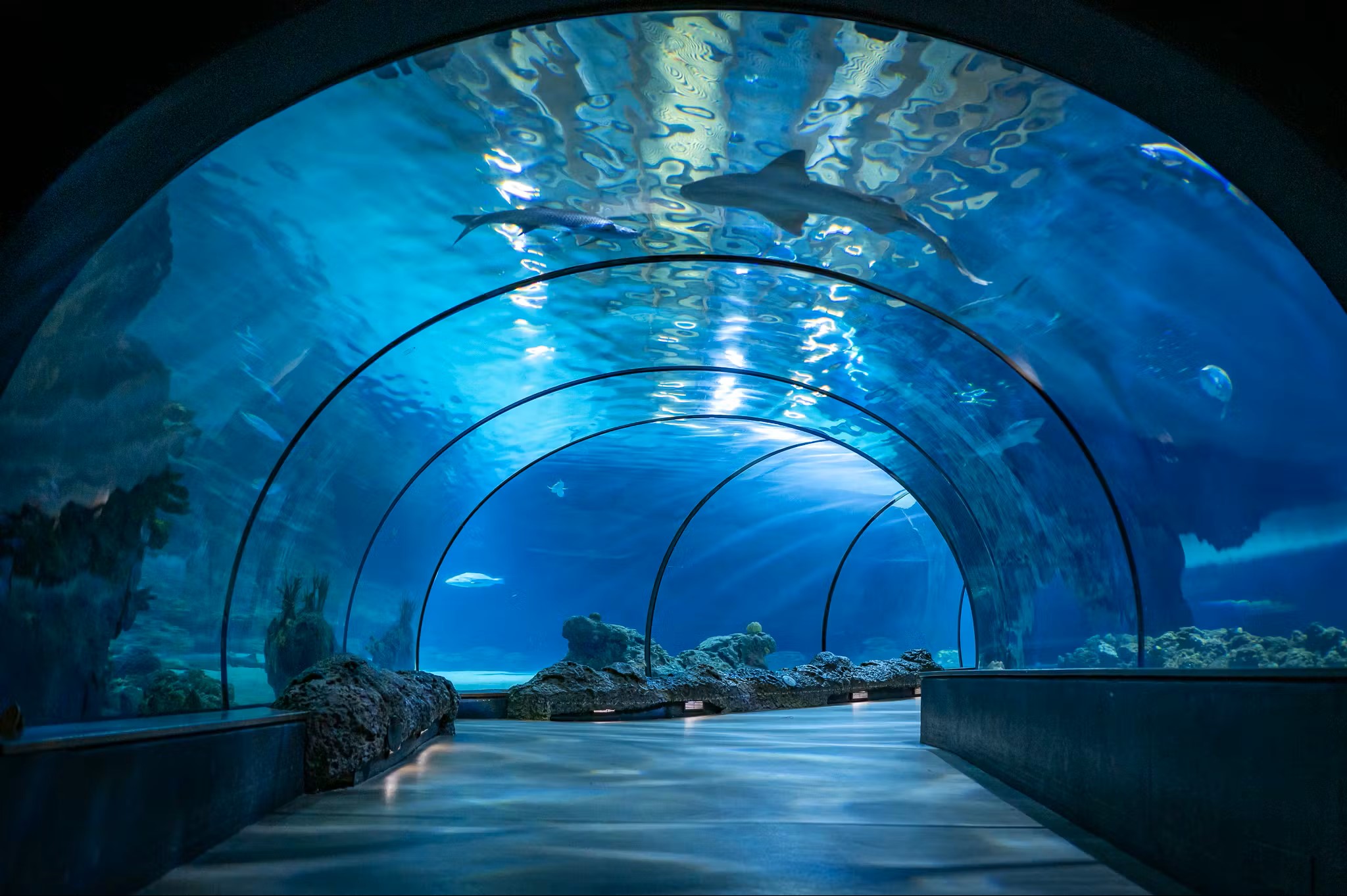 Kijkje achter de schermen bij Diergaarde Blijdorp! 🐠